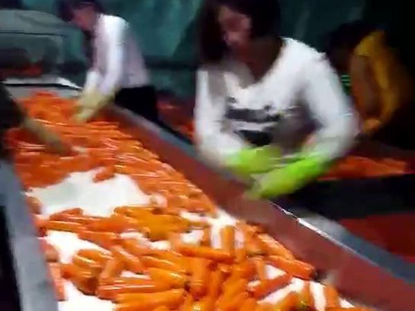 胡萝卜开云官方网页版-开云(中国)机视频