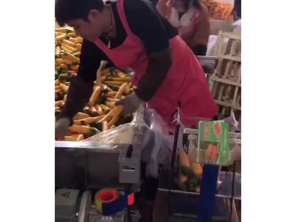 胡萝卜开云官方网页版-开云(中国)机视频