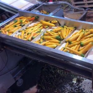 胡萝卜开云官方网页版-开云(中国)机视频