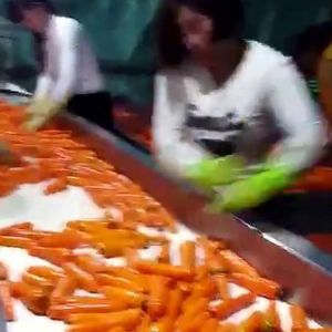 胡萝卜开云官方网页版-开云(中国)机视频
